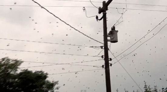 На Бразилию «пролился» дождь из пауков (фото, видео)