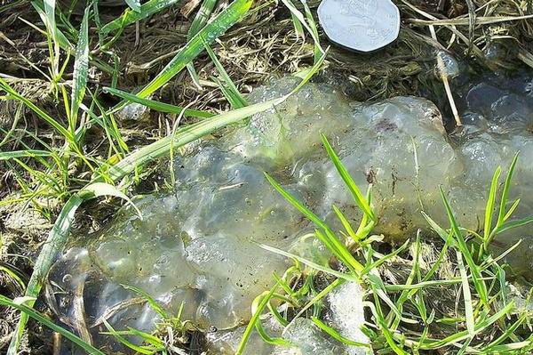В Англии обнаружена загадочная субстанция, предположительно имеющая отношение к челябинскому метеориту