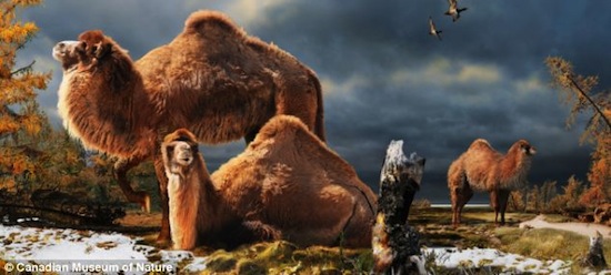 3,5 млн лет назад в Арктике обитали гигантские лохматые верблюды