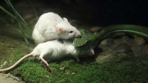 Трогательная история о мышке, вступившей в схватку со змеёй