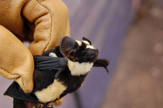 Впервые обнаружена летучая мышь-панда