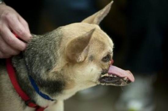 Ветеринары из Калифорнии вернули к жизни героическую собаку, спасшую двух филиппинских девочек