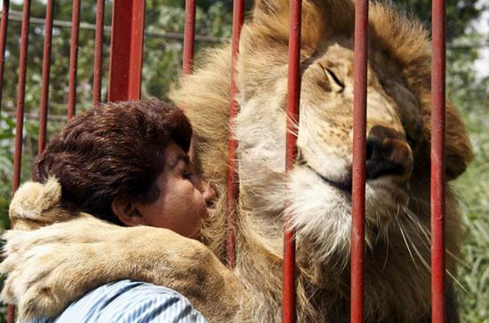 Трогательная история о человеческом великодушии и львиной благодарности