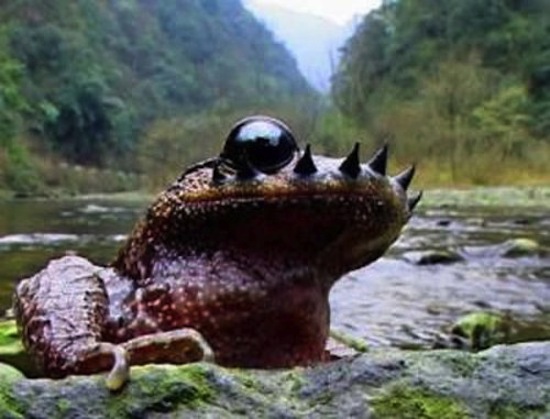 Усатая жаба дерётся усами