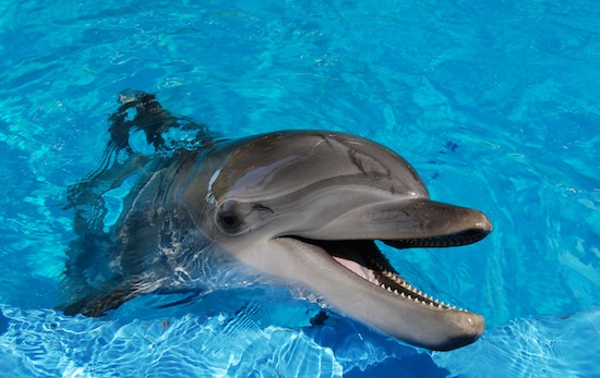 Итак, дельфины — «няшки» или безжалостные убийцы?