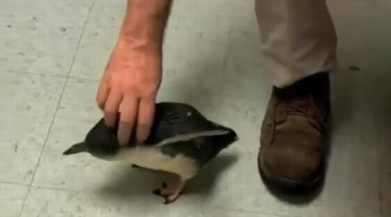 Что будет, если пощекотать пингвина?