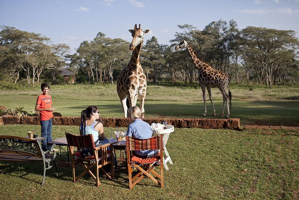 Единственный в мире отель, где можно пригласить на завтрак жирафа