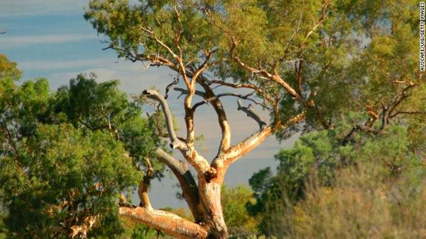 На деревьях в Австралии растёт золото. В прямом смысле