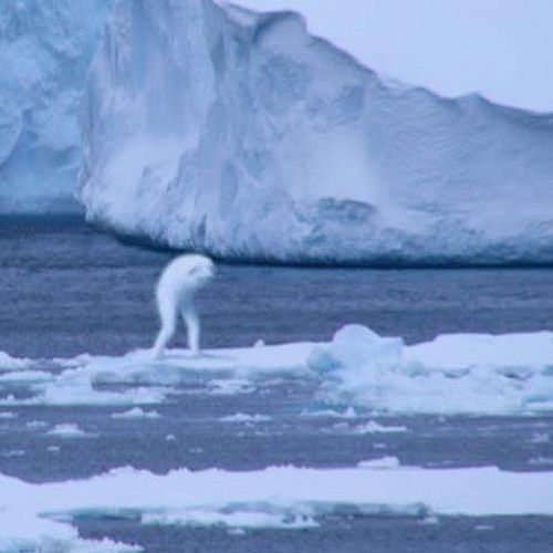Японские исследователи обнаружили в Антарктике загадочного гигантского гуманоида