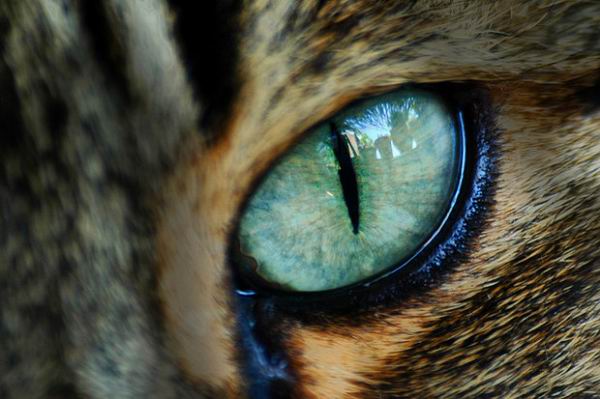 Художник показал, как выглядит мир глазами кошек