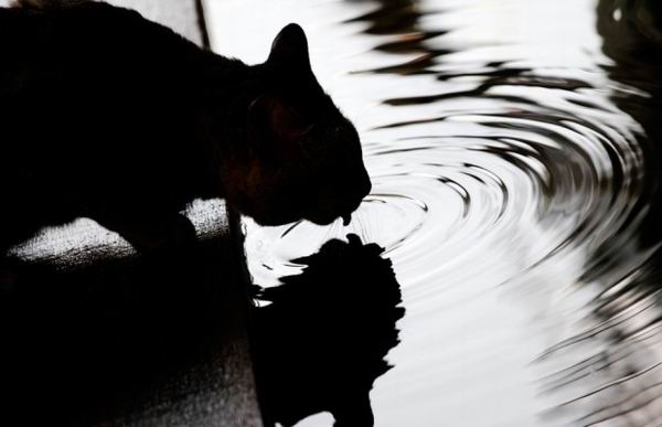 9 малоизвестных фактов о кошках
