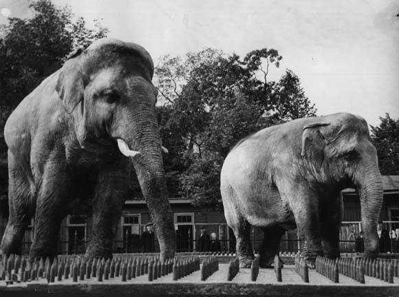 Почему парижане в 1870 году съели двух слонов из зоопарка?