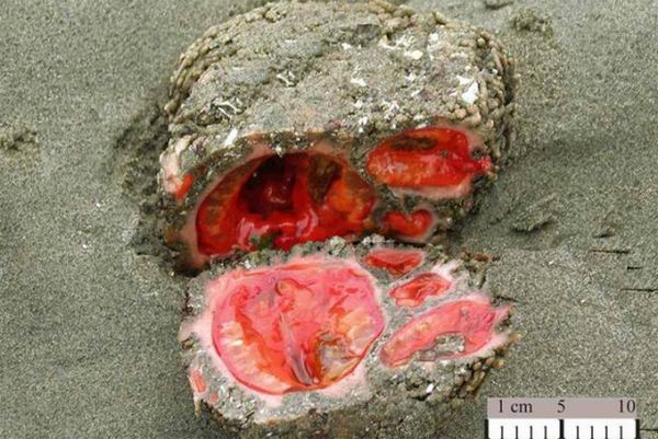 Pyura chilensis — «кровоточащий камень» с морского дна
