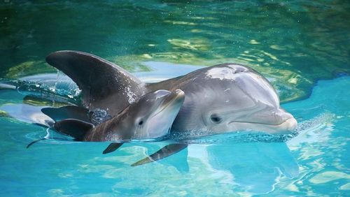 Удивительные и малоизвестные факты о дельфинах