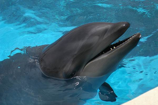 Удивительные и малоизвестные факты о дельфинах