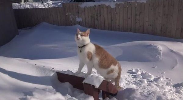 Кот расчищает снег, чтобы выйти на улицу