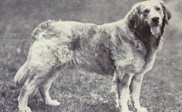 10 пород собак, которых больше не существует