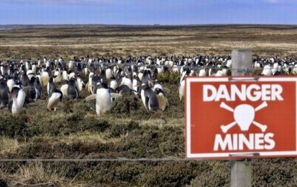 Как увеличилась популяция пингвинов на 100 % благодаря минному полю