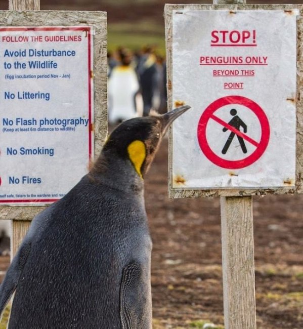  Как увеличилась популяция пингвинов на 100 % благодаря минному полю
