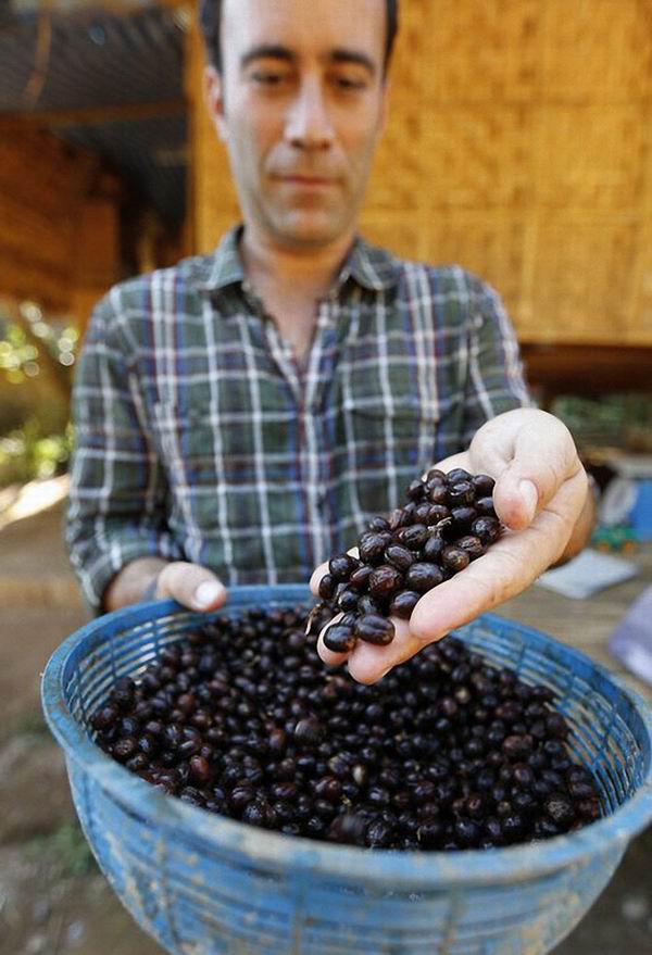 Black Ivory — самый дорогой кофе в мире