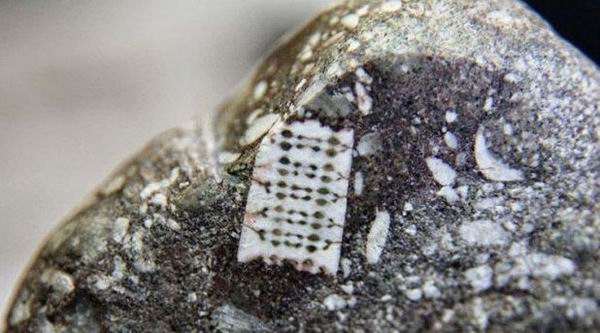 Странная находка: российские исследователи изучают микрочип возрастом 250 миллионов лет