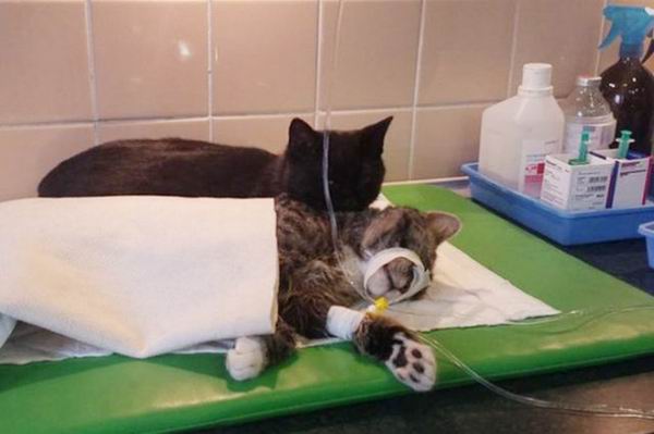 Сердобольный кот работает сиделкой в ветеринарной клинике