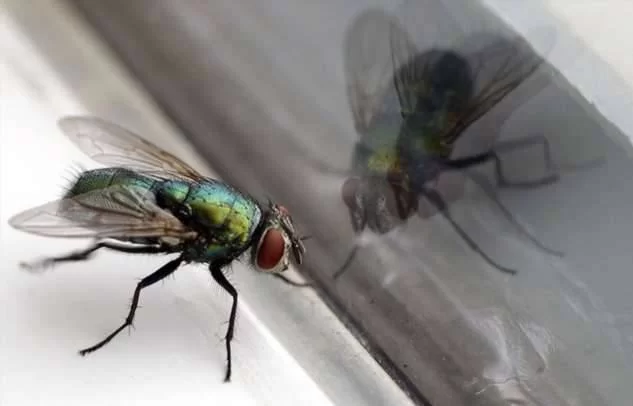 Почему мухи продолжают биться головой о стекло, а не пытаются его облететь.
